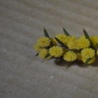 dagger wattle
